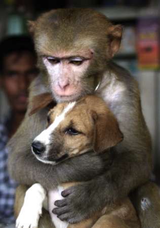 monkeydog.jpg